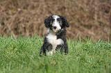 BEARDED COLLIE 349